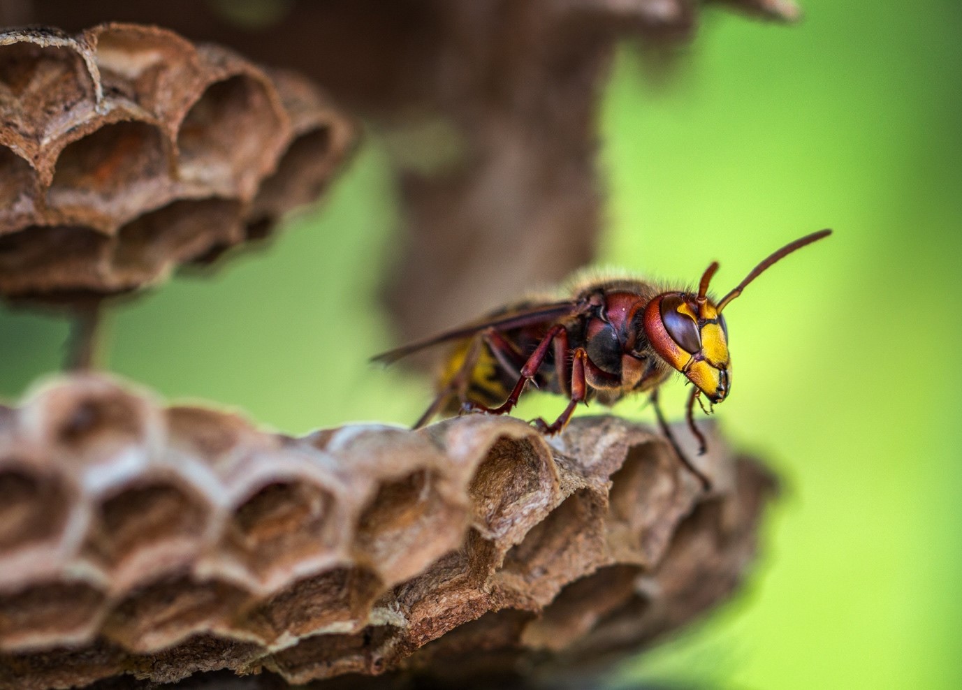 How to Get Rid of Wasps in Scarborough 